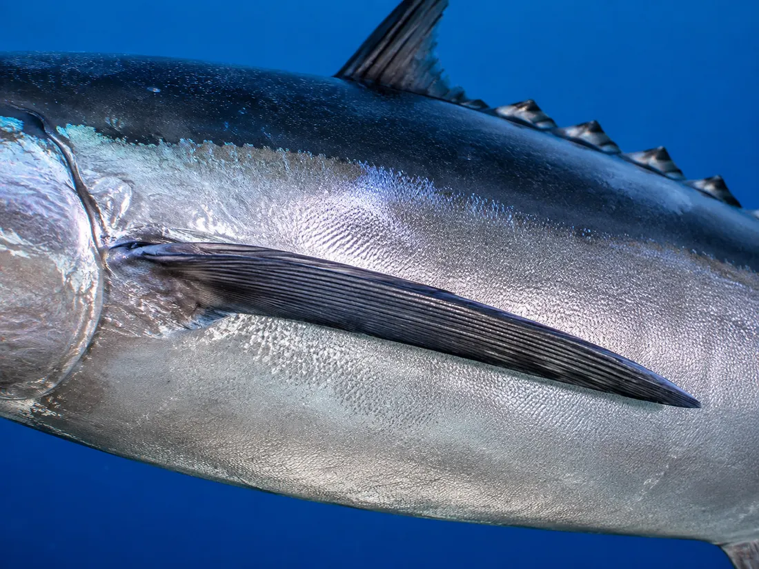 Tonno alalunga (Thunnus alalunga) in un dettaglio ravvicinato
