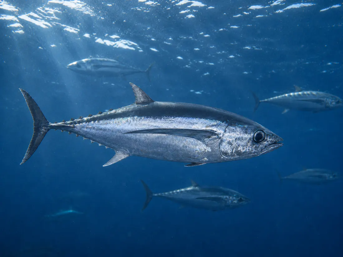 Tonno alalunga (Thunnus alalunga) nel suo habitat