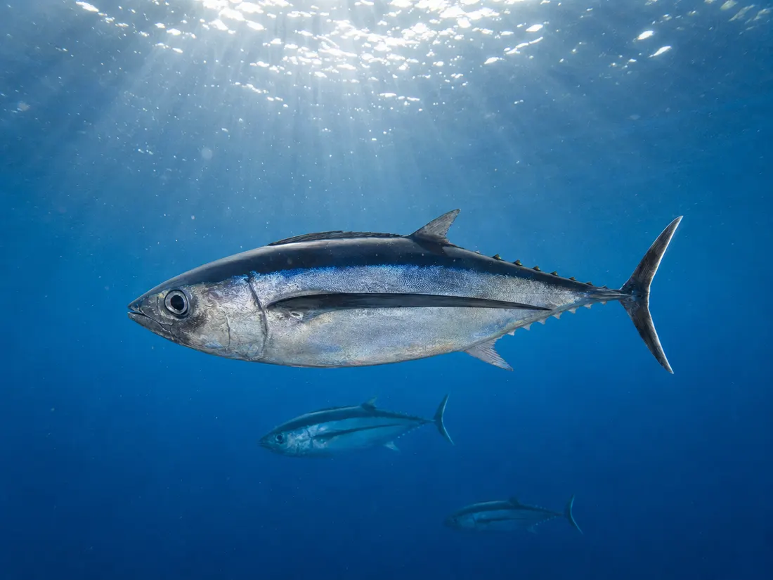 Tonno alalunga (Thunnus alalunga) nel suo habitat