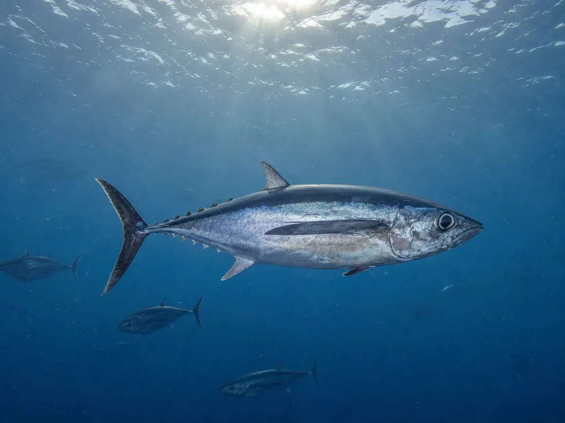 Tonno alalunga (Thunnus alalunga) nel suo habitat