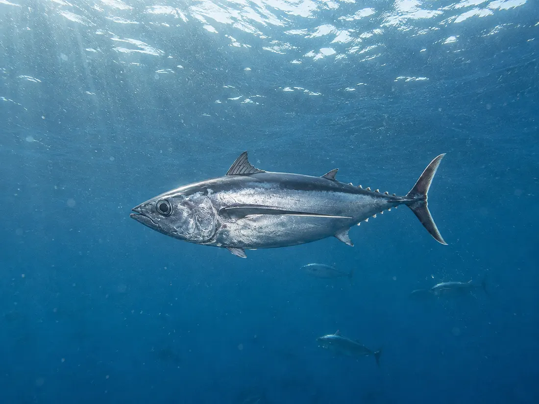 Tonno alalunga (Thunnus alalunga) nel suo habitat