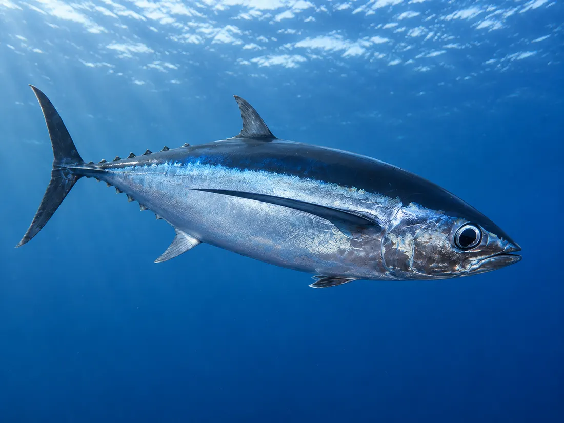 Tonno alalunga (Thunnus alalunga) in un dettaglio ravvicinato