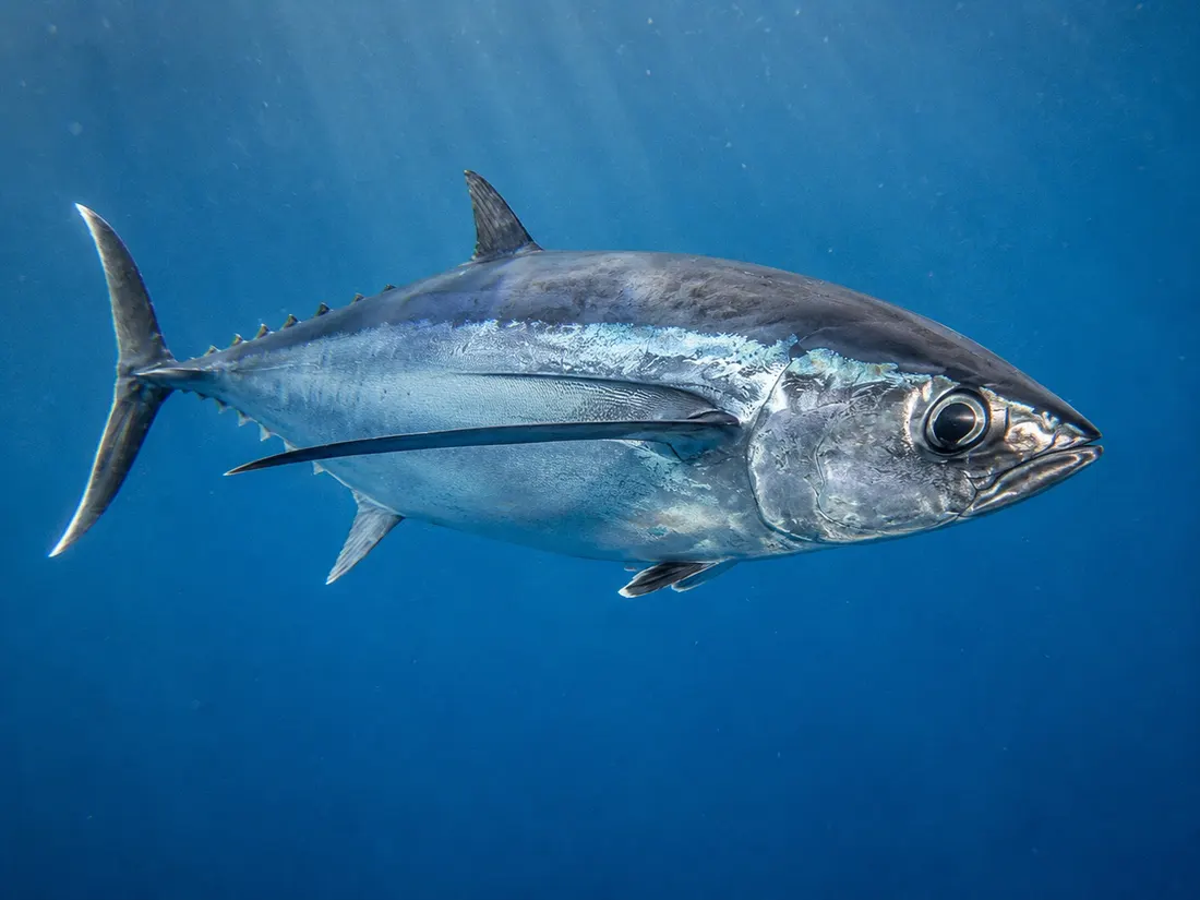 Tonno alalunga (Thunnus alalunga) in un dettaglio ravvicinato