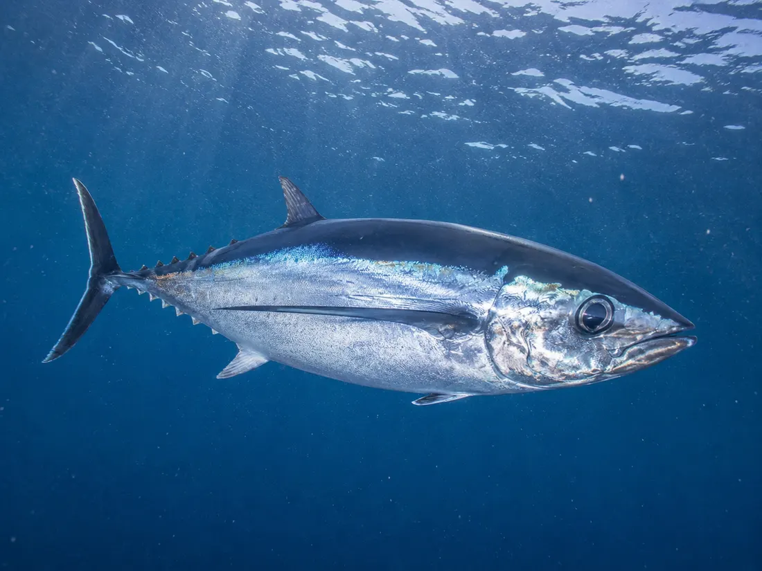 Tonno alalunga (Thunnus alalunga) in un dettaglio ravvicinato