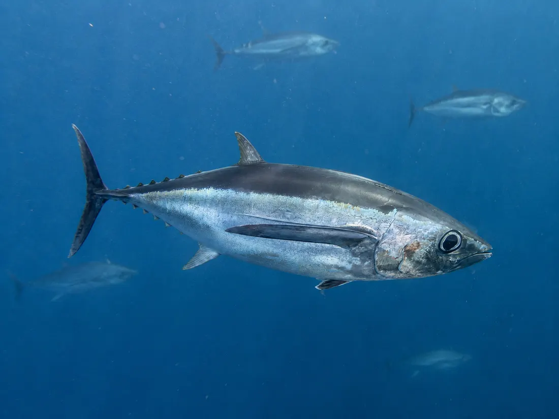 Tonno alalunga (Thunnus alalunga) in gruppo