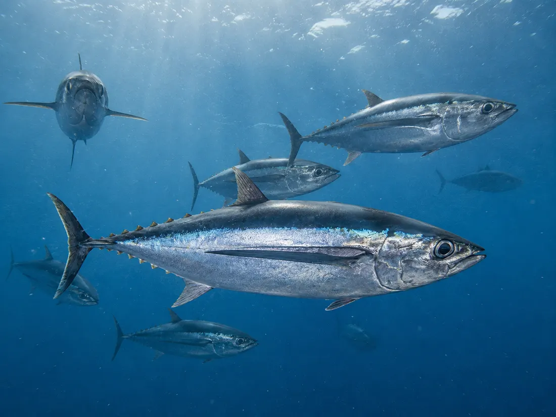 Tonno alalunga (Thunnus alalunga) in gruppo