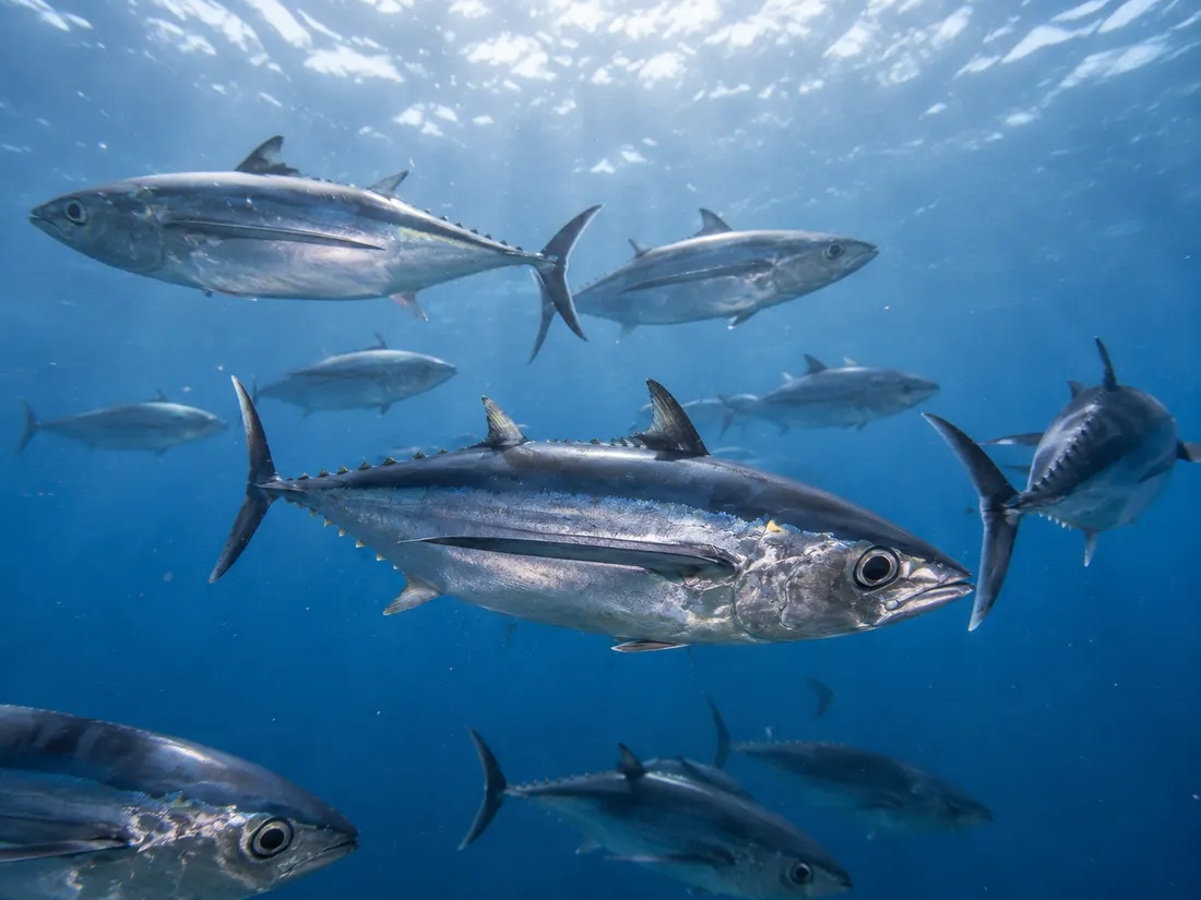 Tonno alalunga (Thunnus alalunga) in gruppo