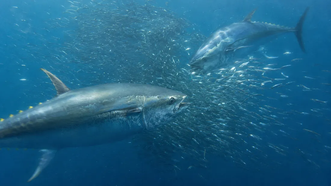Tonno rosso (Thunnus thynnus) in azione