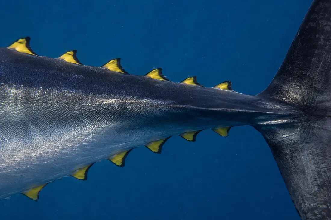Tonno rosso (Thunnus thynnus) in un dettaglio ravvicinato
