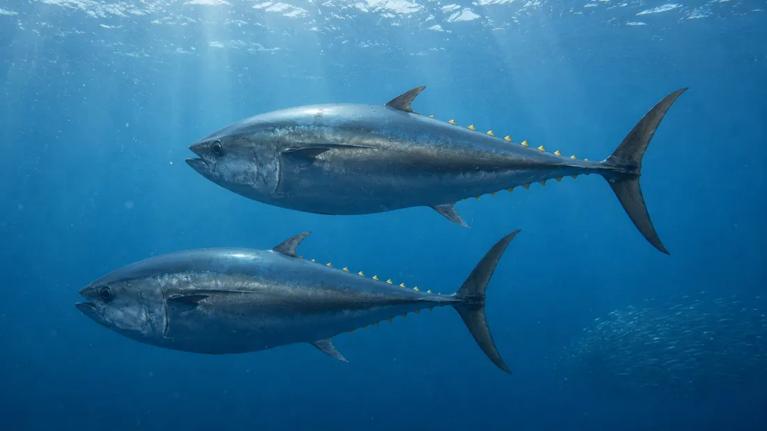 Tonno rosso (Thunnus thynnus) nel suo habitat