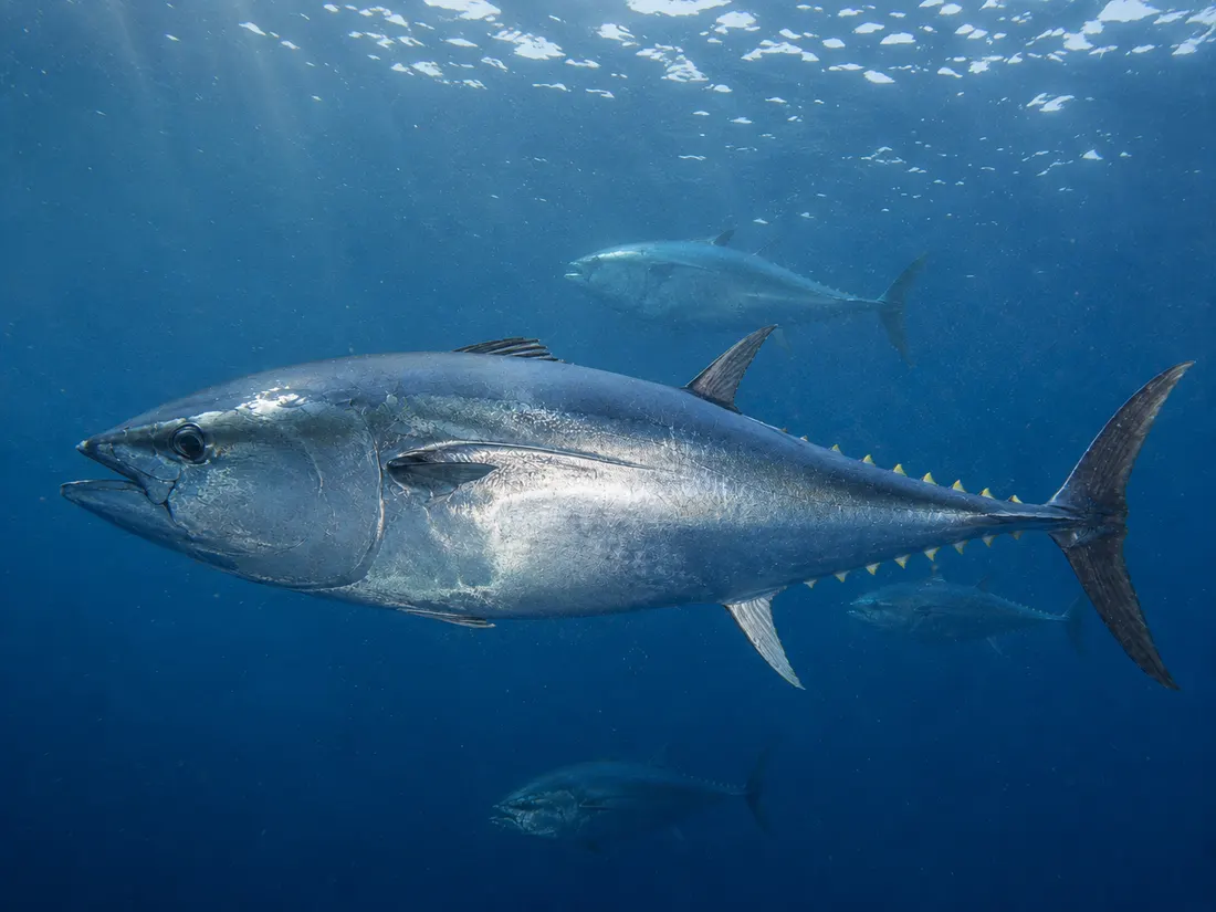 Tonno rosso (Thunnus thynnus) in gruppo