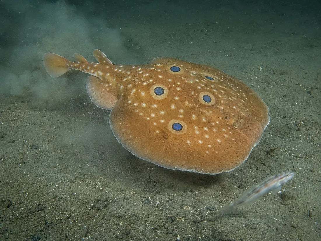 Torpedine ocellata (Torpedo torpedo) in azione