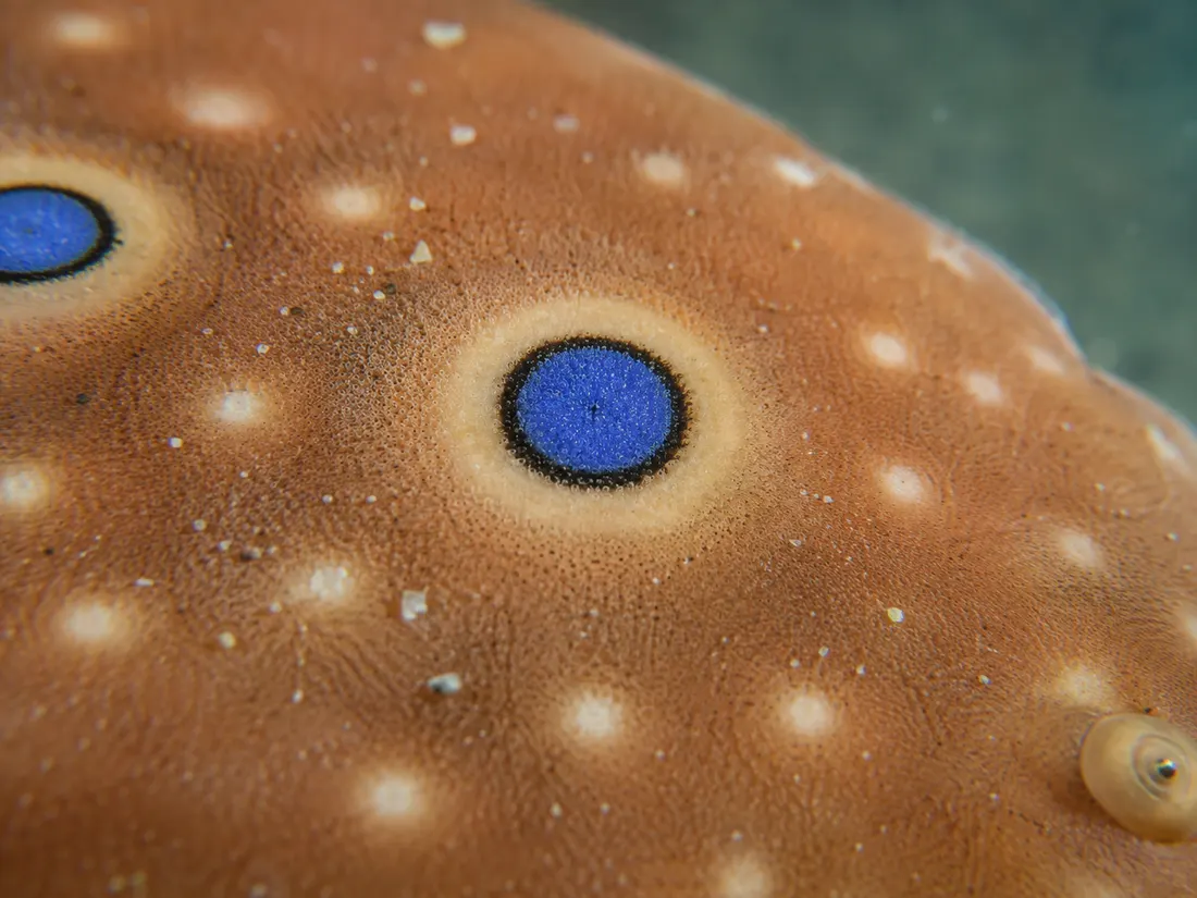 Torpedine ocellata (Torpedo torpedo) in un dettaglio ravvicinato