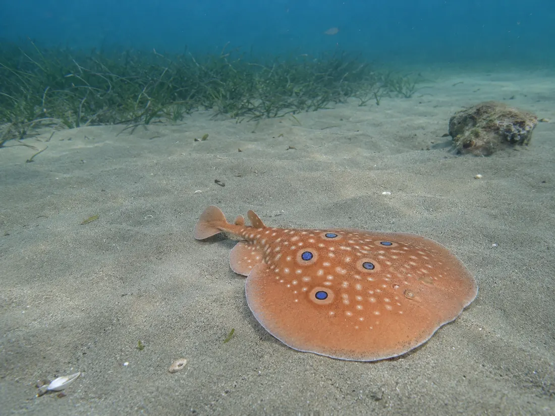 Torpedine ocellata (Torpedo torpedo) nel suo habitat