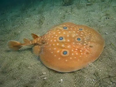 Torpedine ocellata