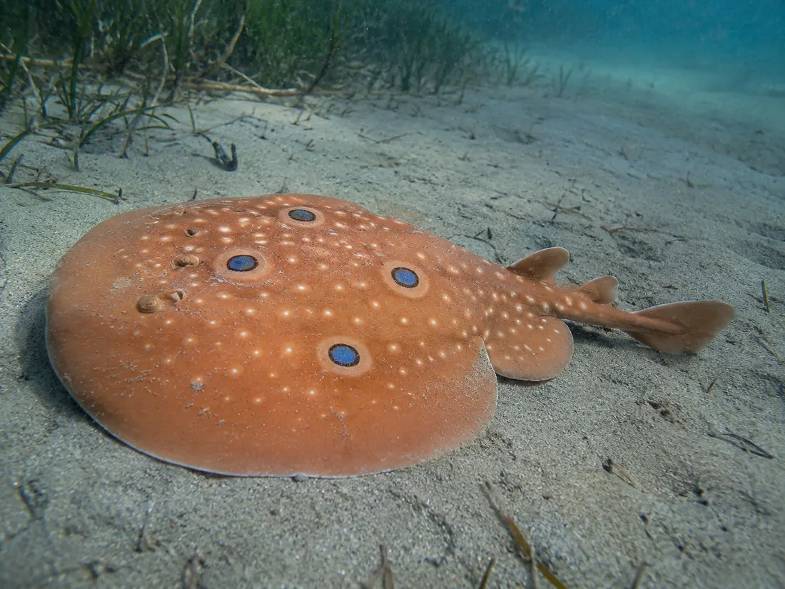 Torpedine ocellata (Torpedo torpedo) in gruppo