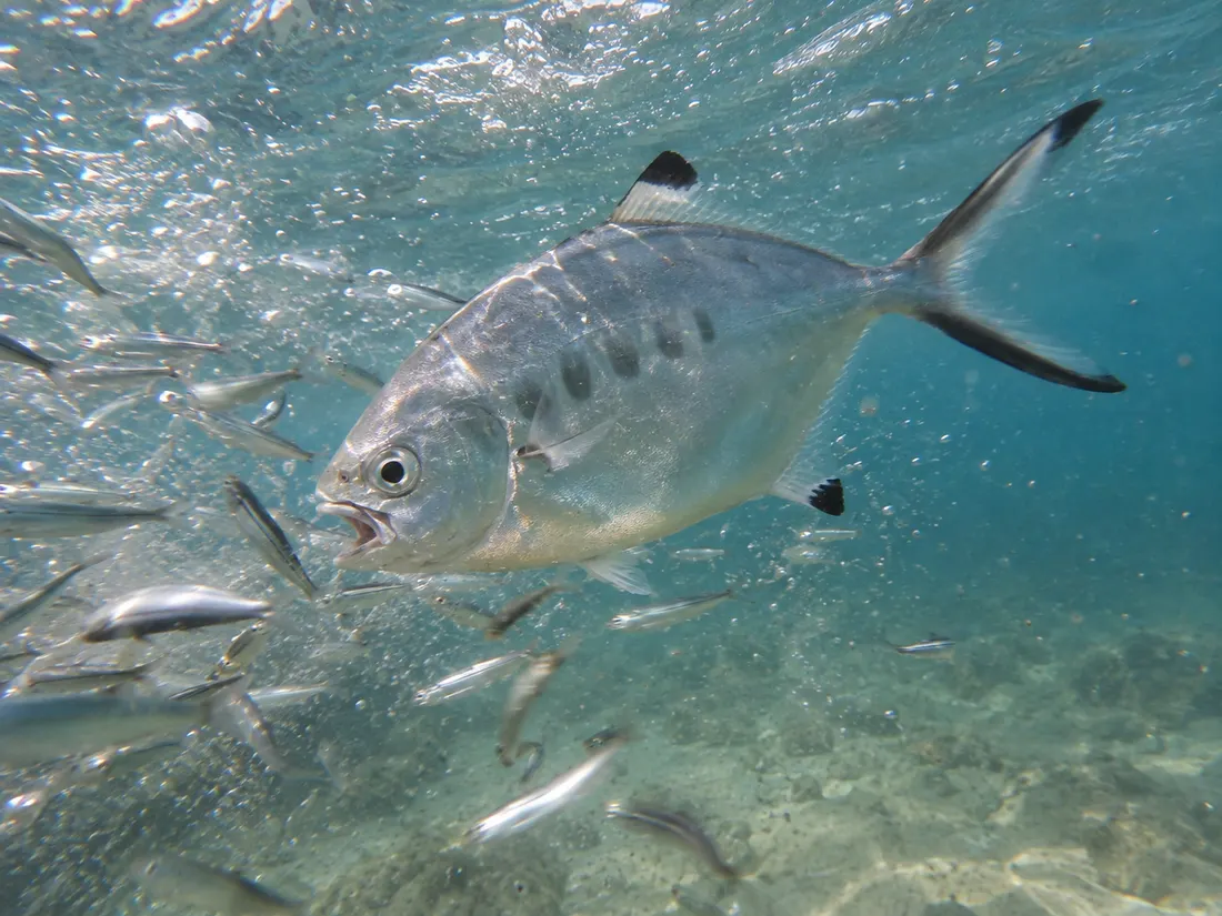 Leccia stella (Trachinotus ovatus) in azione