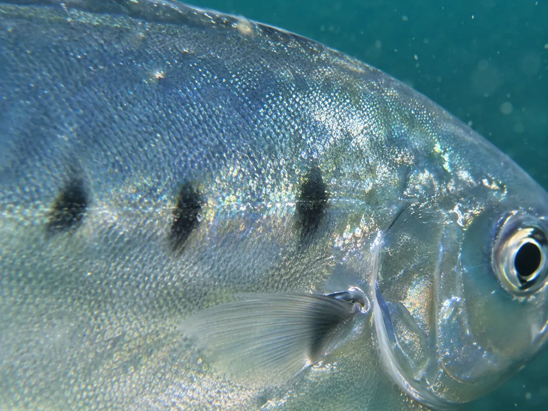 Leccia stella (Trachinotus ovatus) in un dettaglio ravvicinato