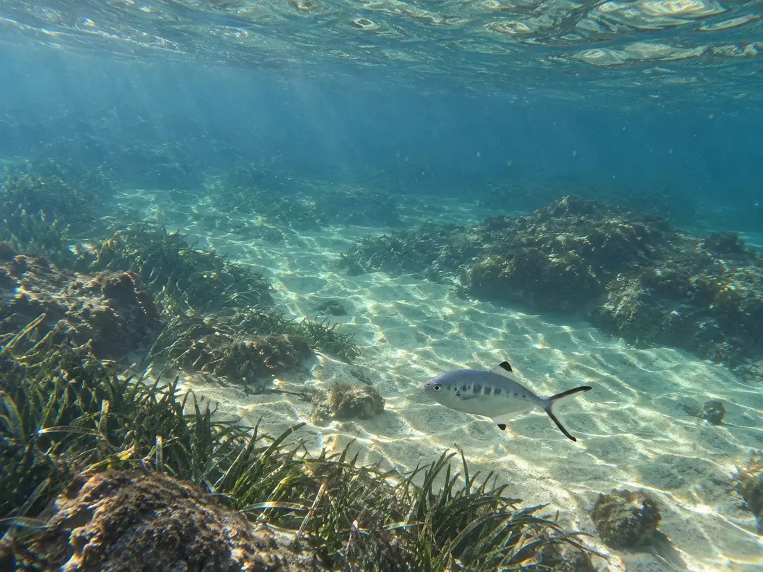 Leccia stella (Trachinotus ovatus) nel suo habitat