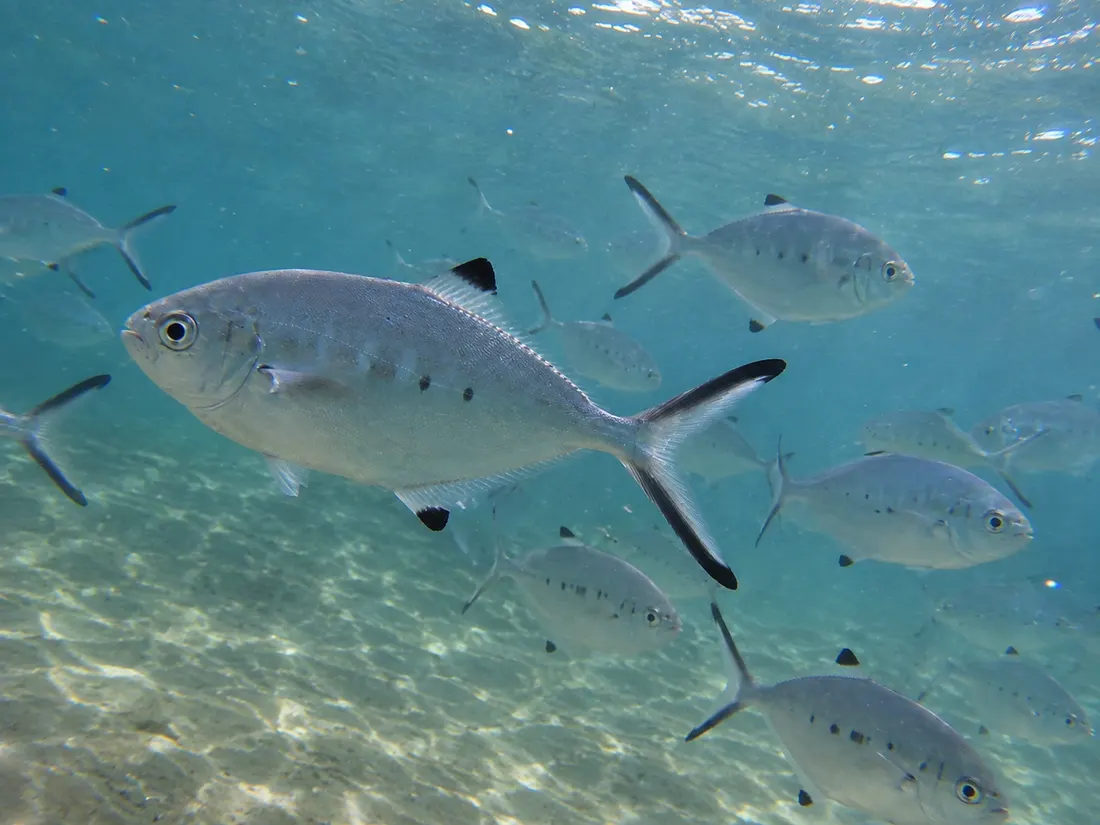 Leccia stella (Trachinotus ovatus) in gruppo