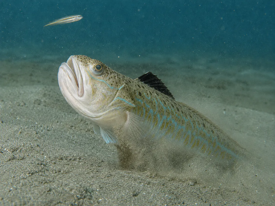 Tracina drago (Trachinus draco) in azione