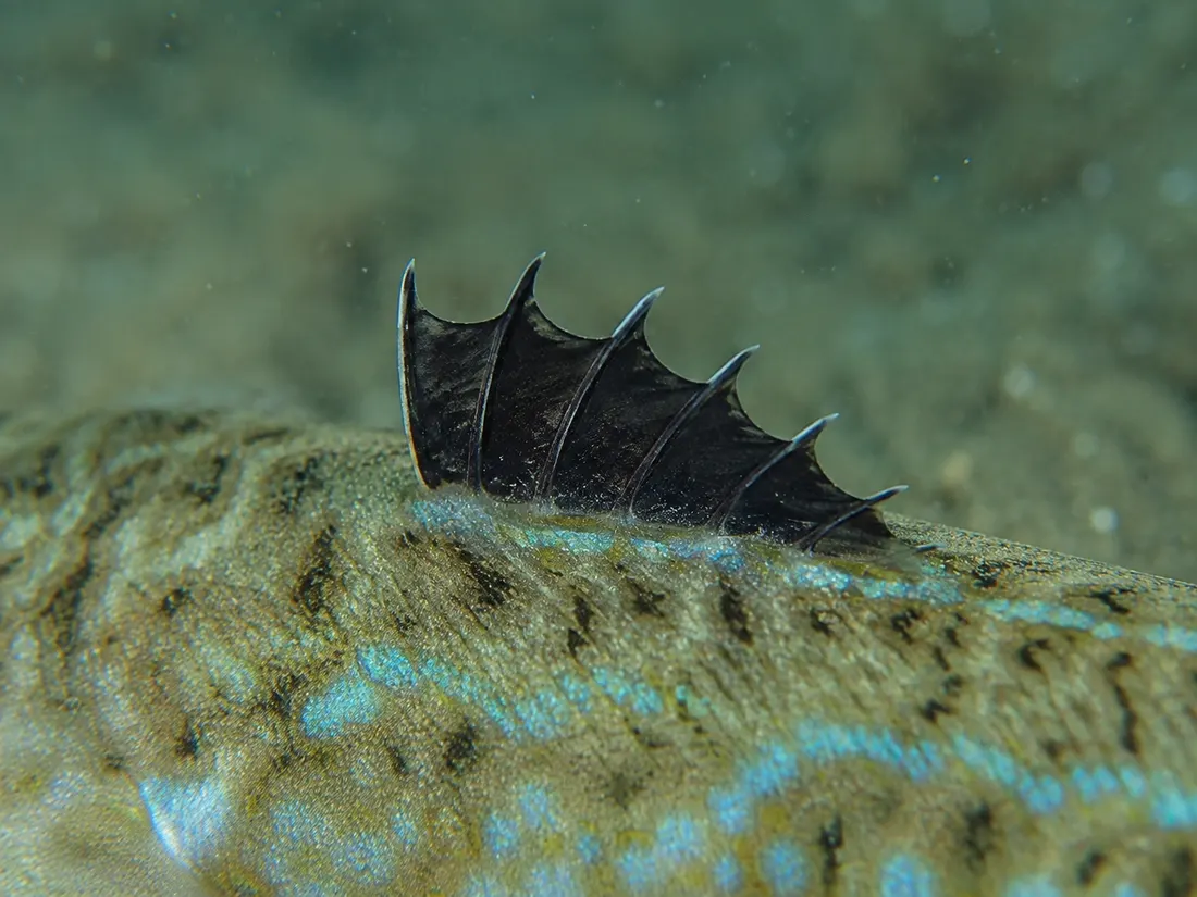 Tracina drago (Trachinus draco) in un dettaglio ravvicinato