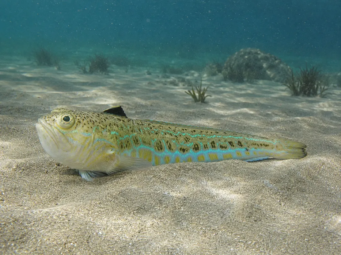 Tracina drago (Trachinus draco) nel suo habitat