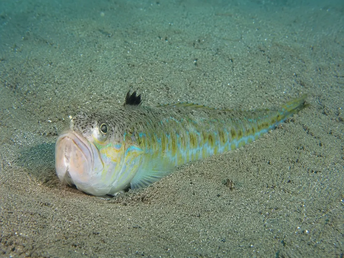 Tracina drago (Trachinus draco) in gruppo