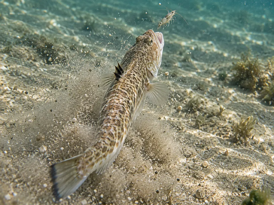 Tracina vipera (Echiichthys vipera) in azione