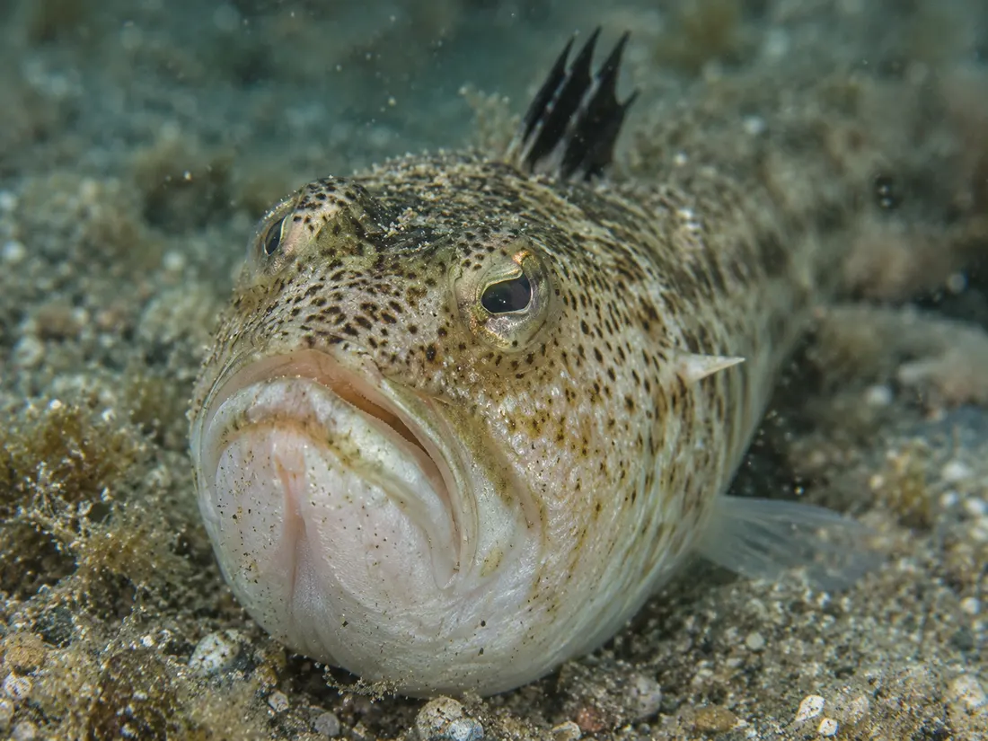 Tracina vipera (Echiichthys vipera) in un dettaglio ravvicinato