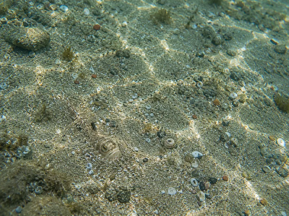 Tracina vipera (Echiichthys vipera) nel suo habitat