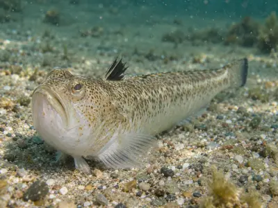 Tracina vipera