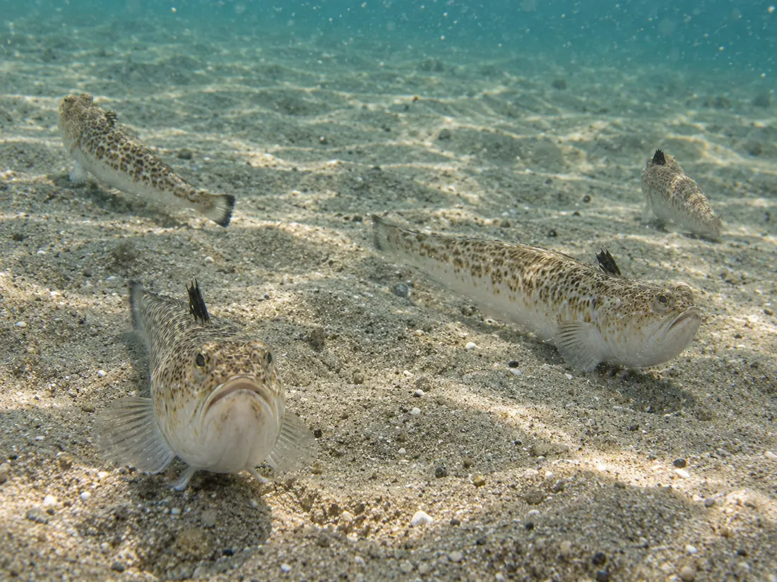Tracina vipera (Echiichthys vipera) in gruppo