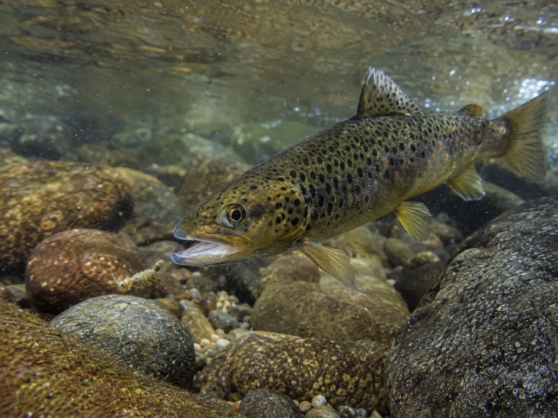 Trota fario (Salmo trutta) in azione