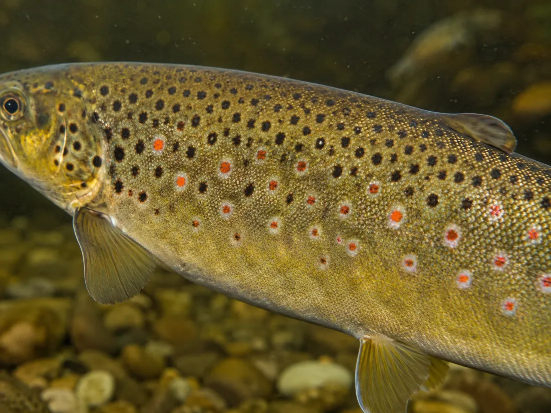Trota fario (Salmo trutta) in un dettaglio ravvicinato