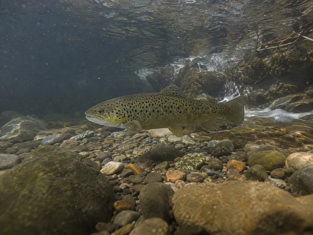 Trota fario (Salmo trutta) nel suo habitat