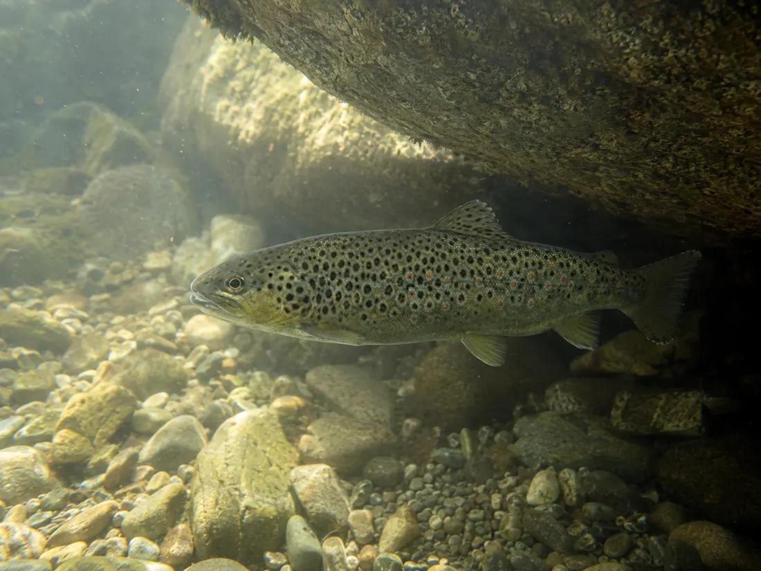 Trota fario (Salmo trutta) in gruppo