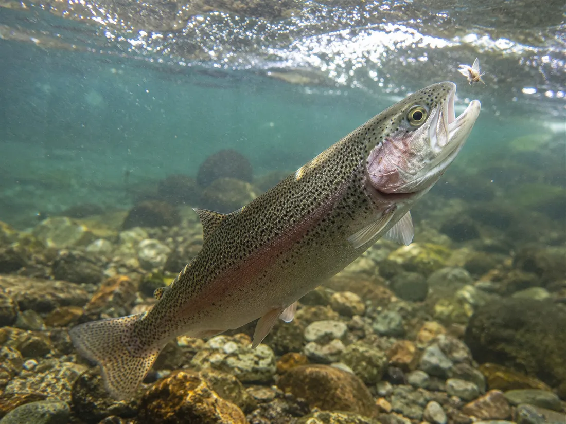 Trota iridea (Oncorhynchus mykiss) in azione