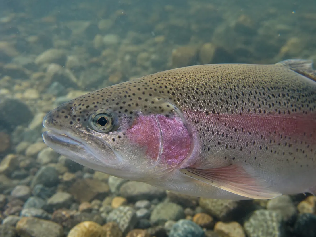 Trota iridea (Oncorhynchus mykiss) in un dettaglio ravvicinato