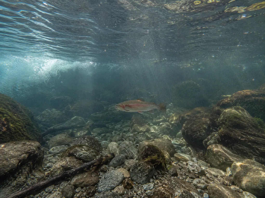 Trota iridea (Oncorhynchus mykiss) nel suo habitat