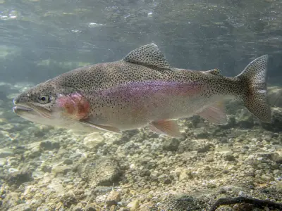 Trota iridea