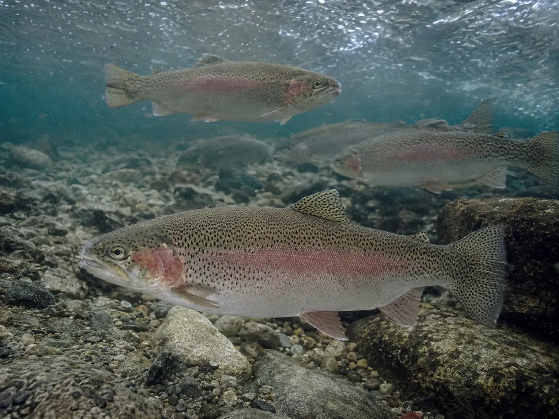 Trota iridea (Oncorhynchus mykiss) in gruppo