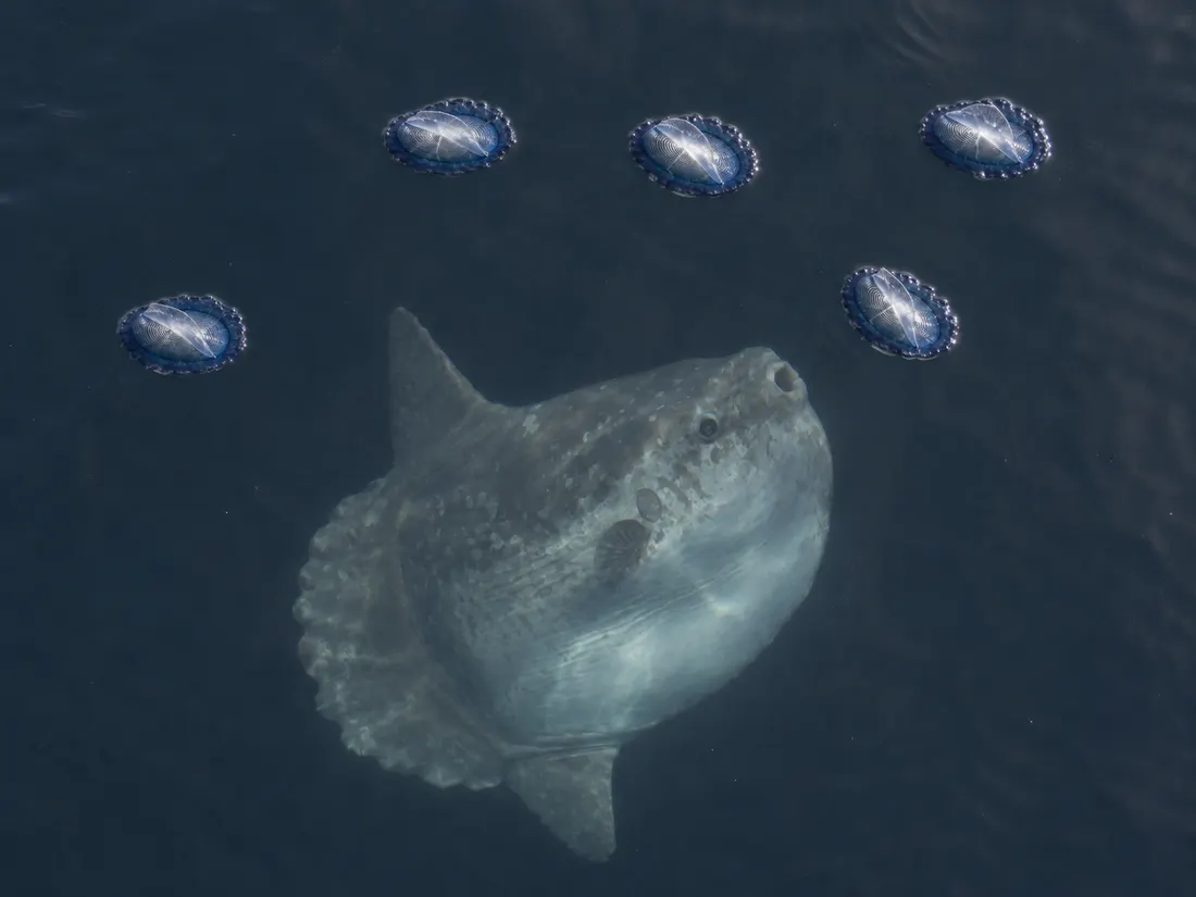 Velella (Velella velella) in azione