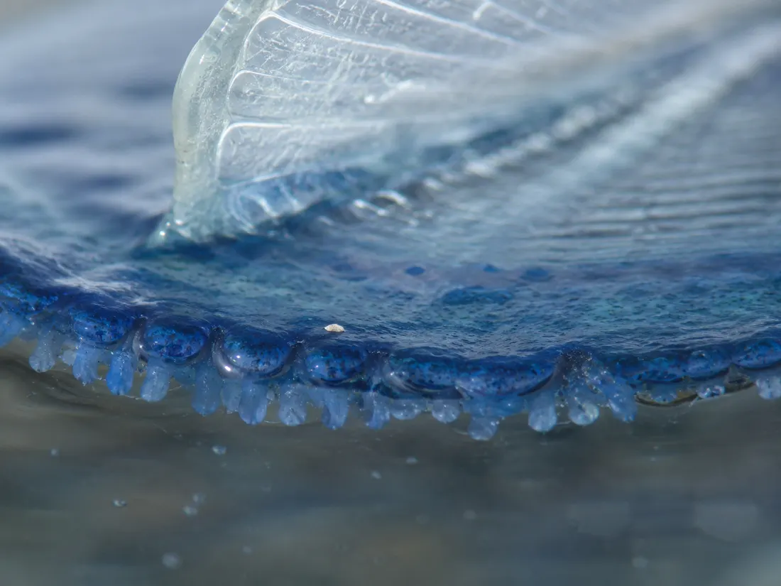 Velella (Velella velella) in un dettaglio ravvicinato