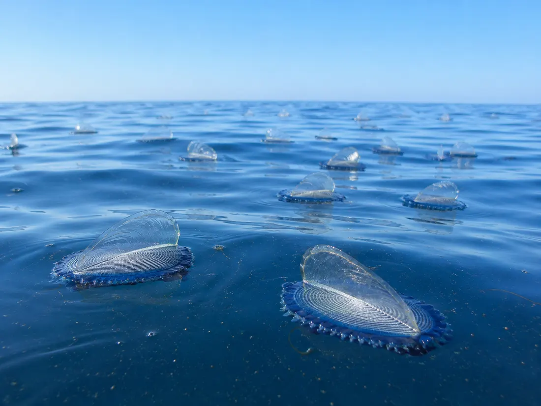 Velella (Velella velella) nel suo habitat