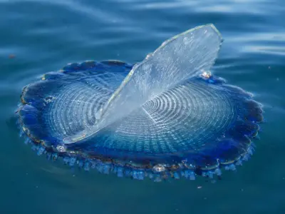 Velella