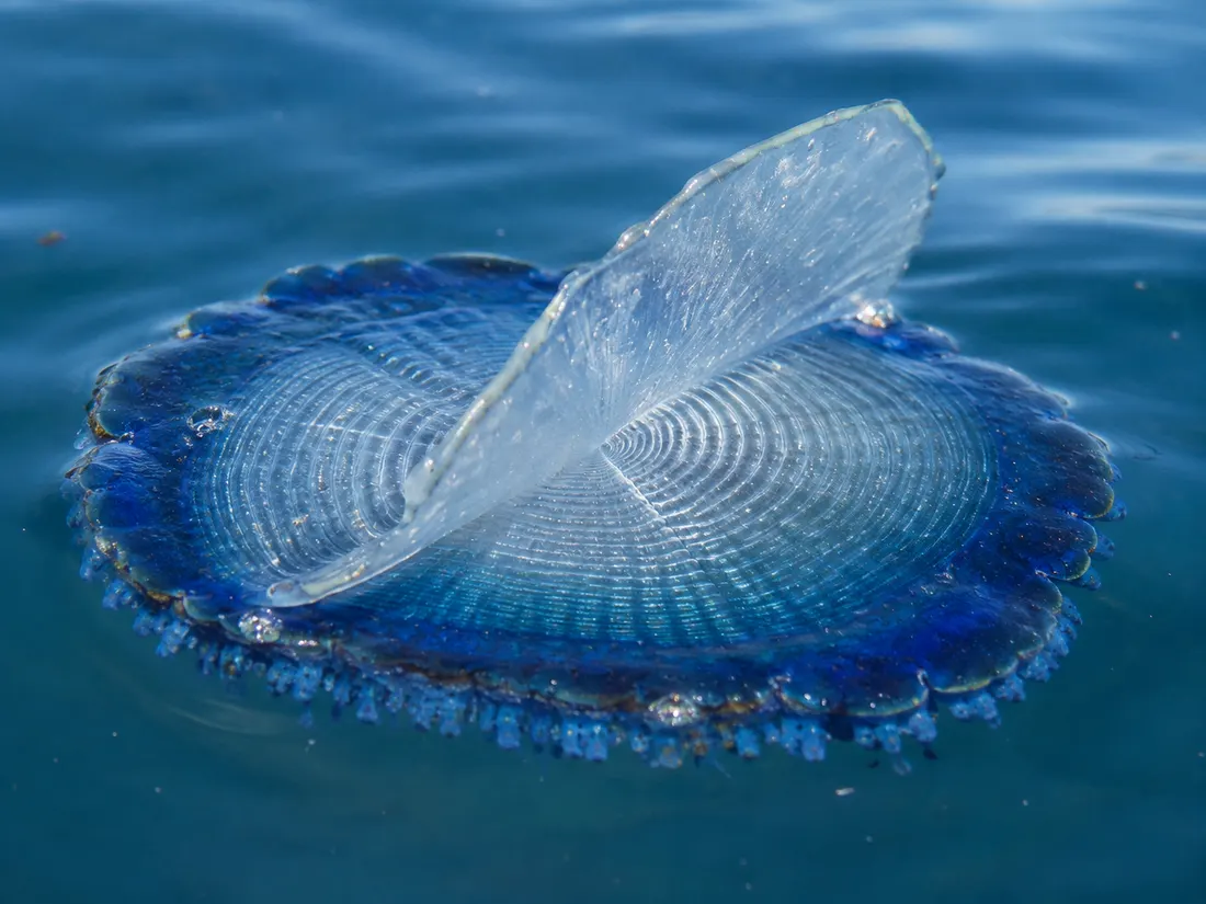 Velella (Velella velella): esemplare fotografato