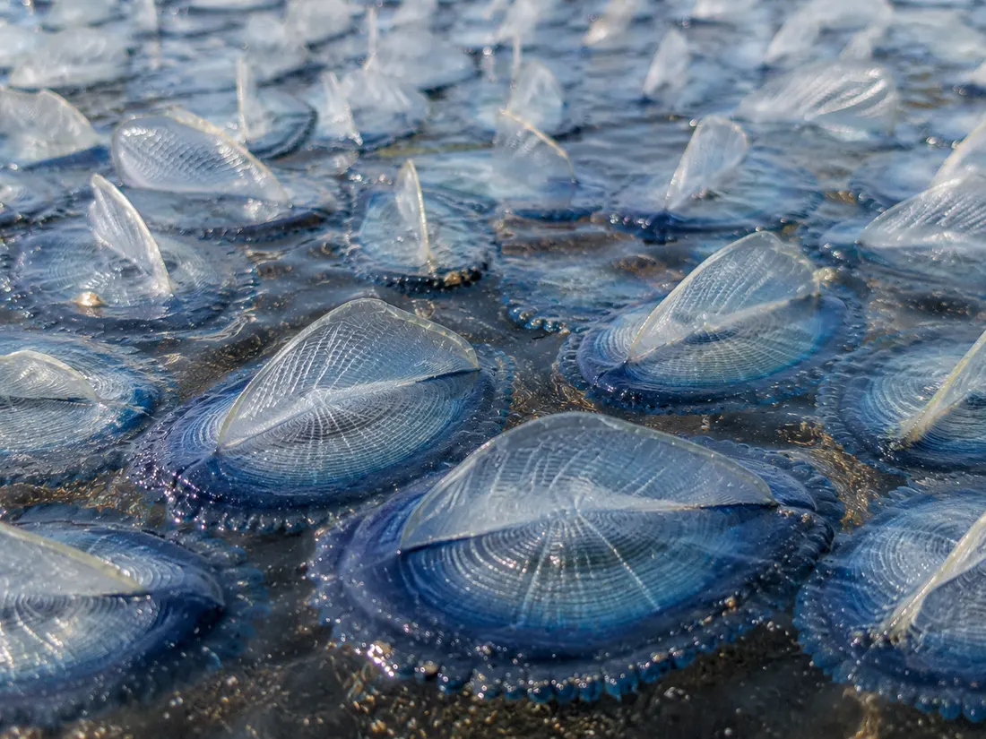 Velella (Velella velella) in gruppo
